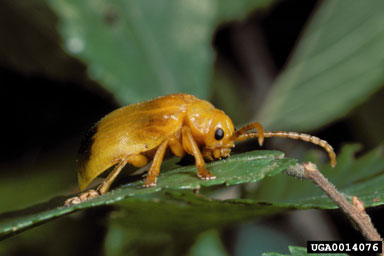 Larger Elm Leaf Beetle